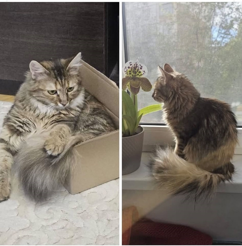 Fotografie cu animalul